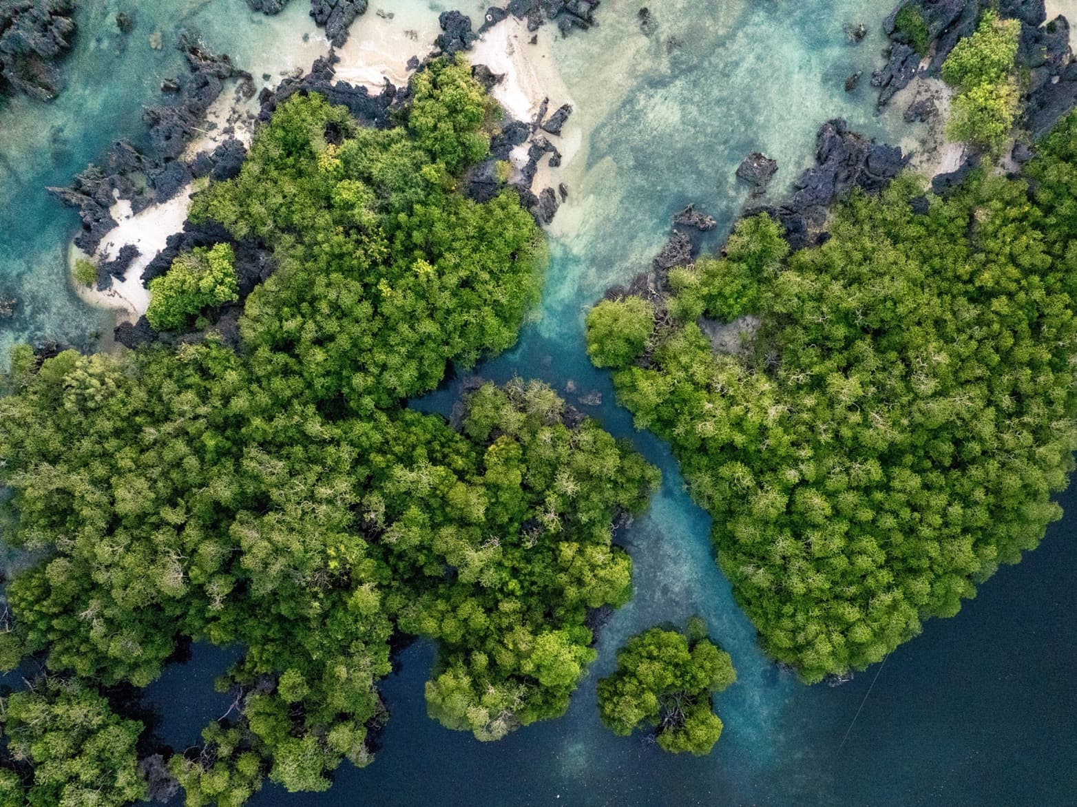 Beach and Mangroves Introduction