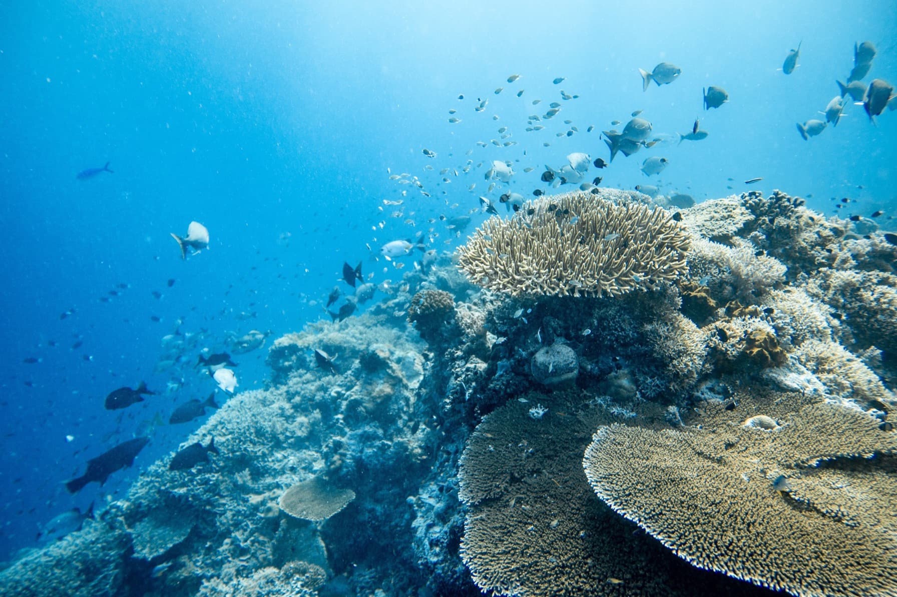 Explore Apo Reef's Coastal Wonders