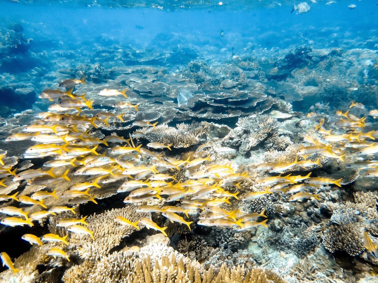 Fish and Benthos Introduction