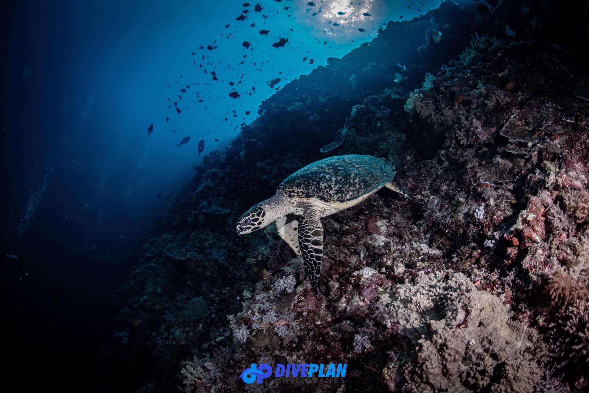 Sea Turtle in the Water by Jeru Cajapin