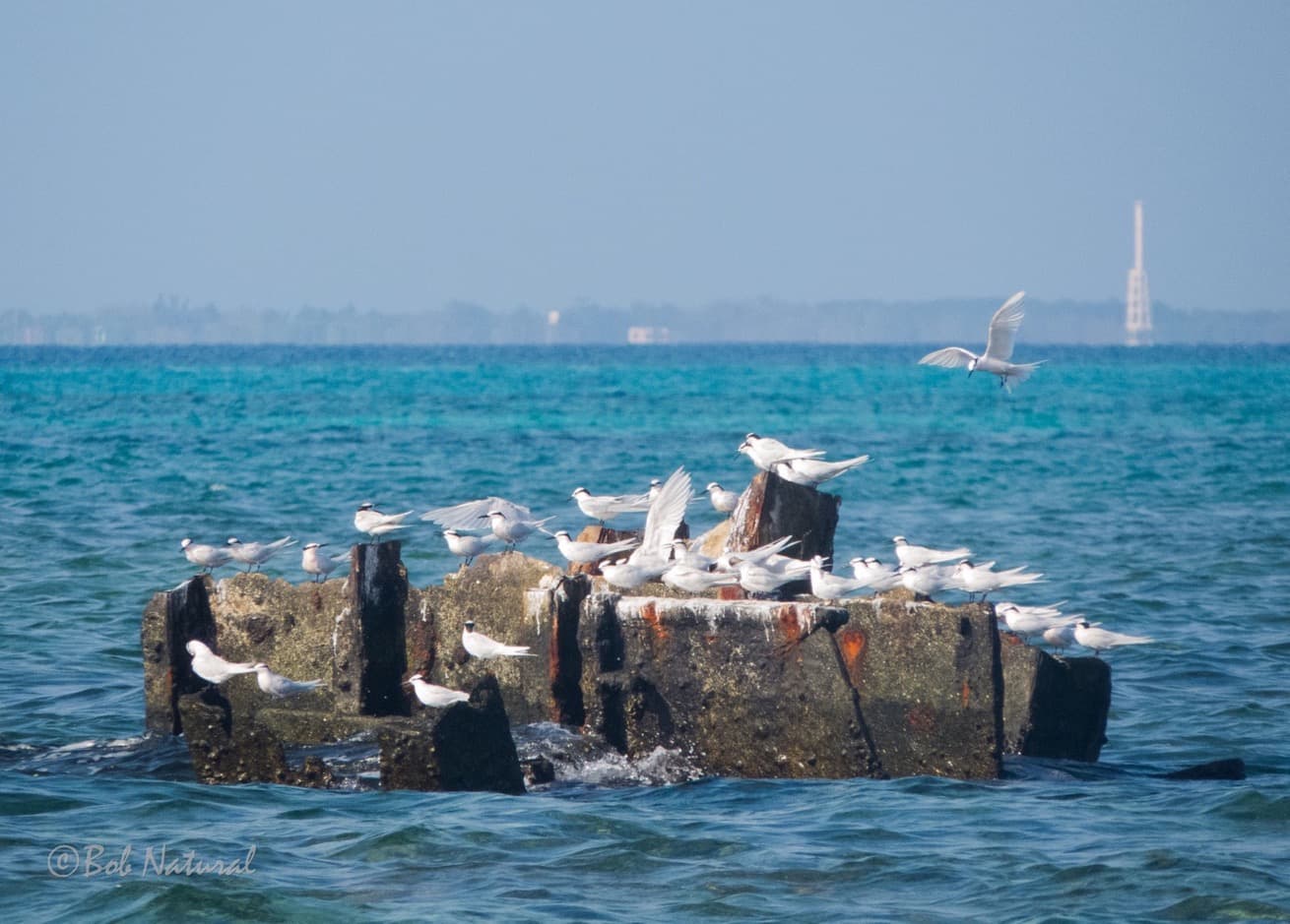 Birds in coast of Apo Reef Natural Park