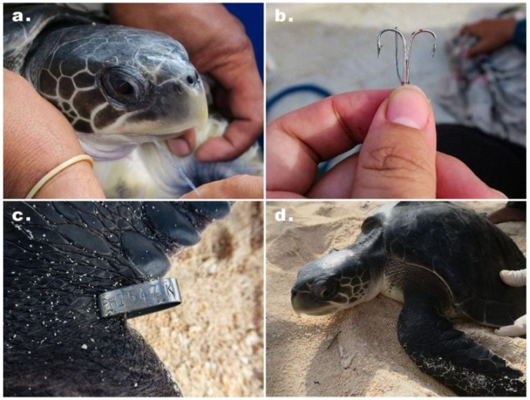 Olive Ridley Turtle rescued from ingesting fishing gears.